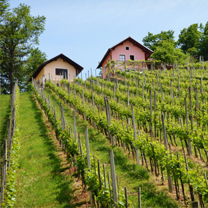 Vinska klet Kozlevčar