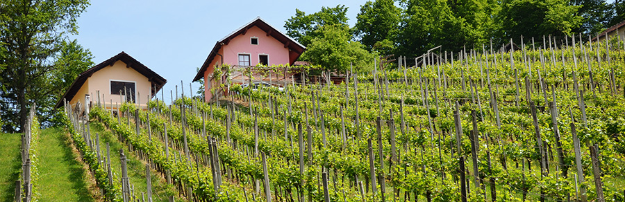 Vinska klet Kozlevčar